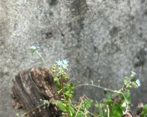 小蓝花的含义是什么？
