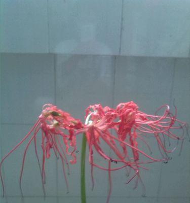 舔狗象征品种的花有哪些？它们代表什么？