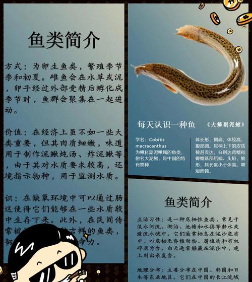 花泥鳅鱼的寓意是什么？泥鳅鱼与花结合的象征意义是什么？