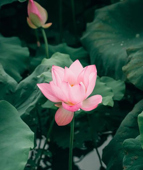 活泼纯净的花象征有哪些？哪些花代表活泼与纯洁？