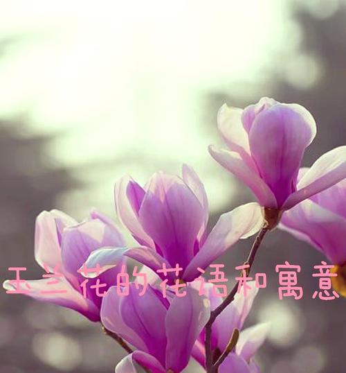 活泼纯净的花象征有哪些？哪些花代表活泼与纯洁？