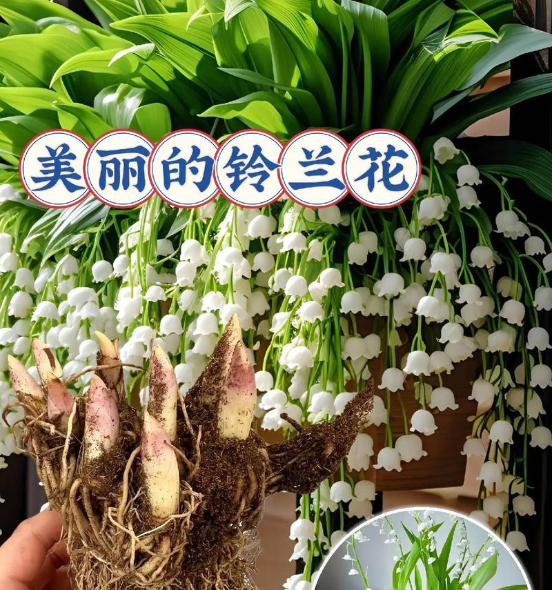 花的象征意义和花语有哪些？每种花都有什么特别含义？