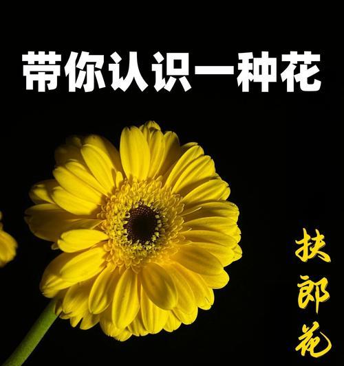 花的象征意义和花语有哪些？每种花都有什么特别含义？