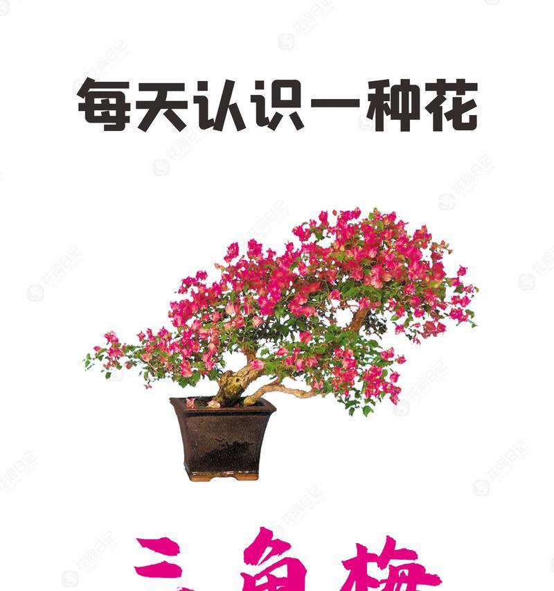 花的象征意义和花语有哪些？每种花都有什么特别含义？