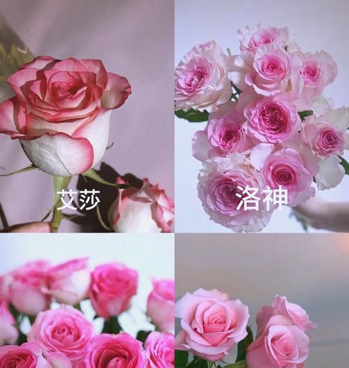 玫瑰花的表情如何传达情感？每种颜色玫瑰花代表的情感是什么？