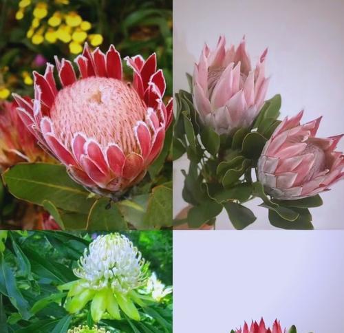 比赛胜利象征的花是什么？
