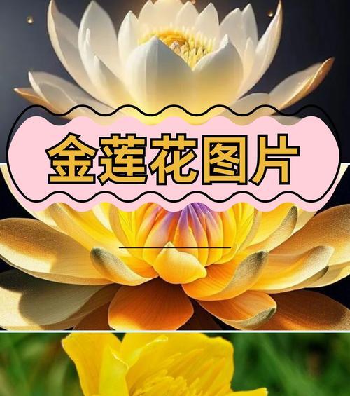 花卉的寓意和象征有哪些？