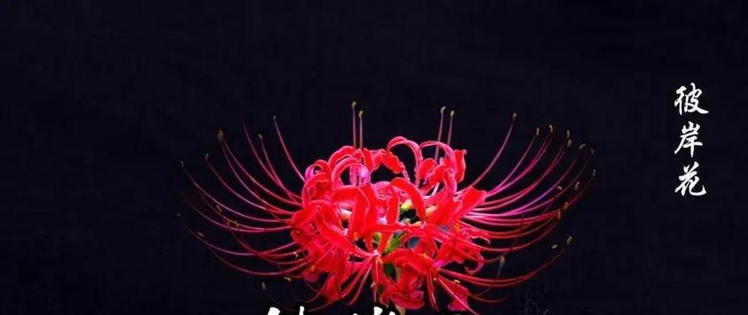 哪种花花语最美好？传递了哪些正面信息？