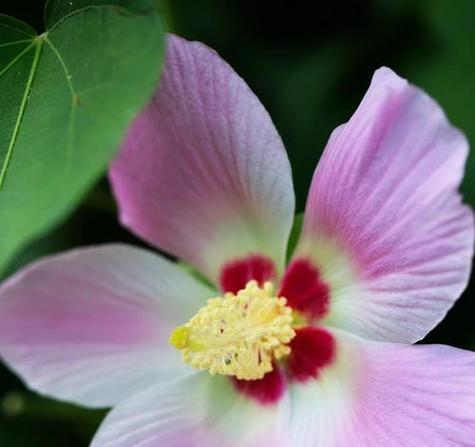 哪种花花语最美好？传递了哪些正面信息？