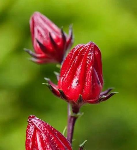 不凋谢的花朵象征着什么？