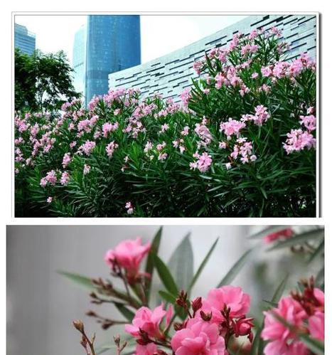 夹竹桃象征着什么？