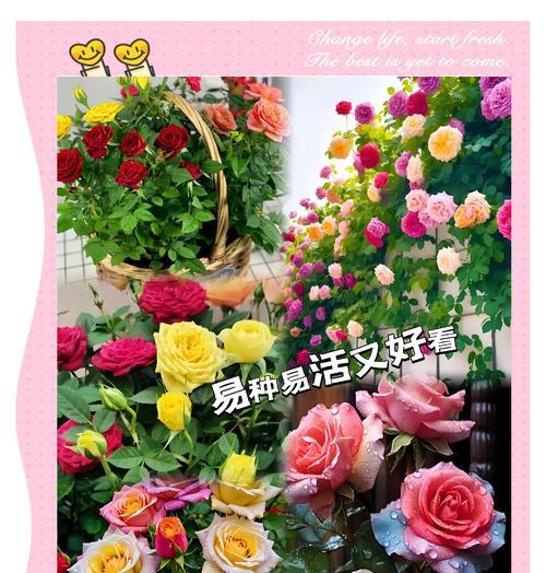 多色花的花语和含义是什么？多色花代表什么意义？