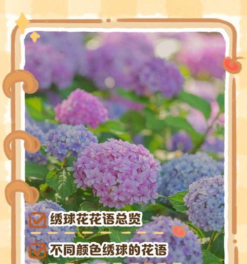 多色花的花语和含义是什么？多色花代表什么意义？