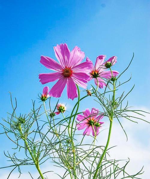 宿命感的花朵象征是什么？