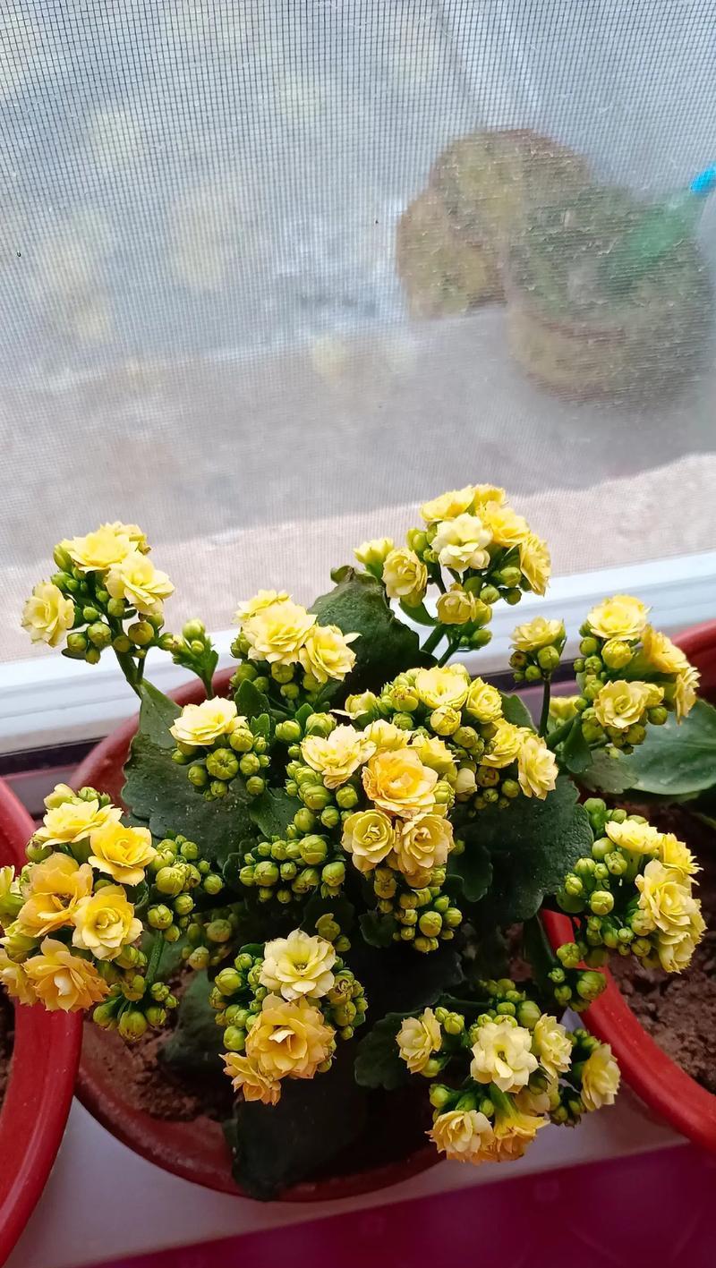 黄色花朵象征着什么？黄花色的花传递了哪些信息？