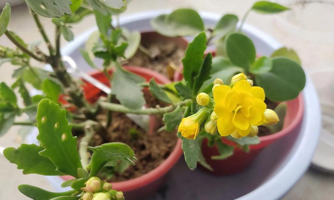 黄色花朵象征着什么？黄花色的花传递了哪些信息？
