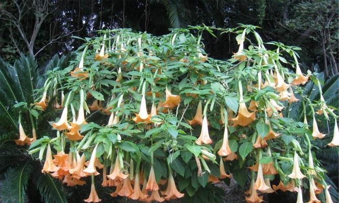 黄色花朵象征着什么？黄花色的花传递了哪些信息？