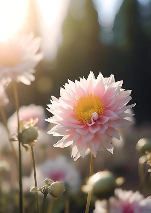 雏菊代表什么？它的花语能否传达纯真与和平？