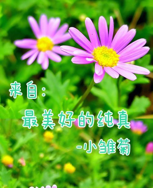 雏菊代表什么？它的花语能否传达纯真与和平？