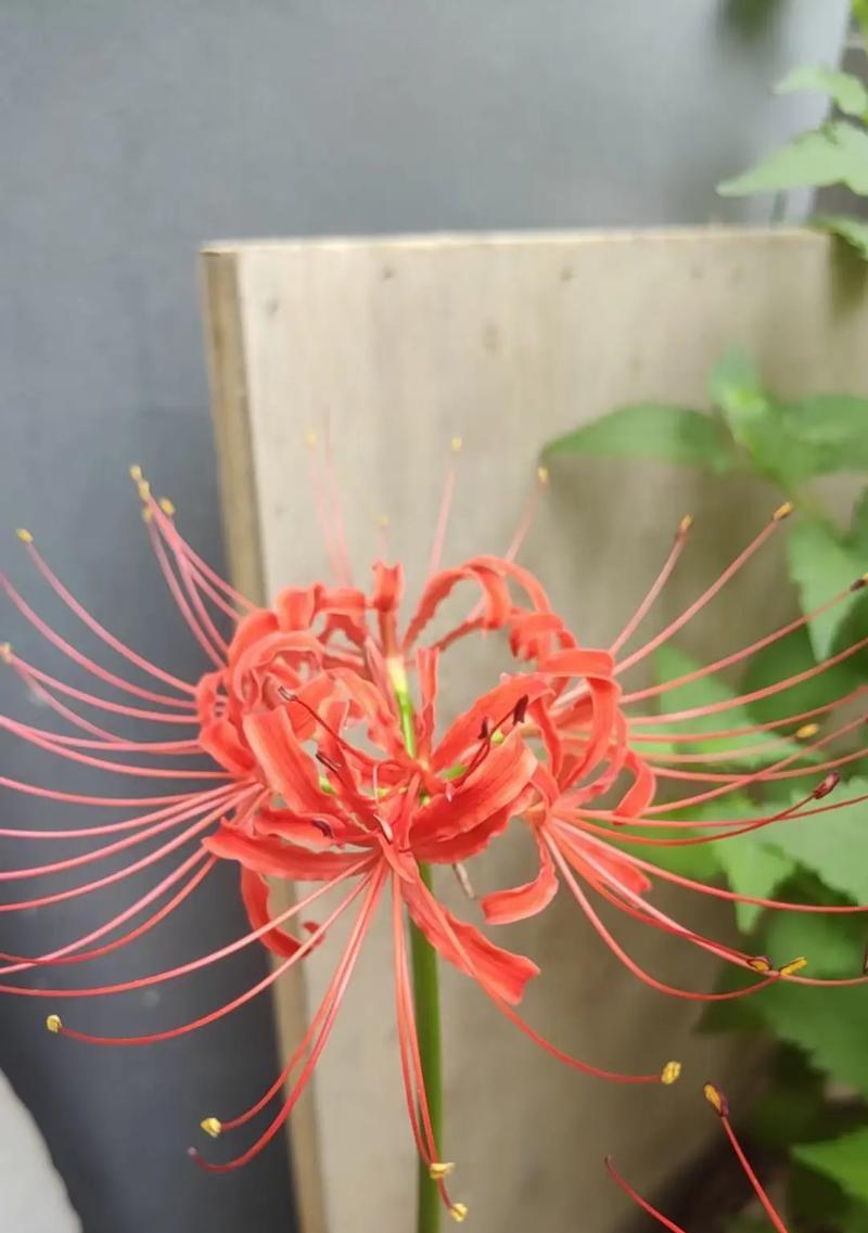 什么花的花语代表高冷？
