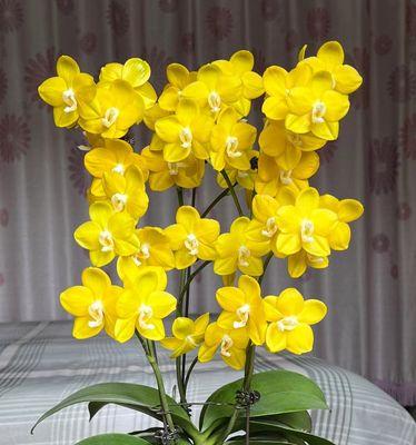 什么花的花语代表高冷？