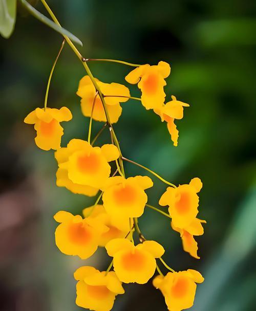 最美的花语是哪种花？西方花语解析是什么？