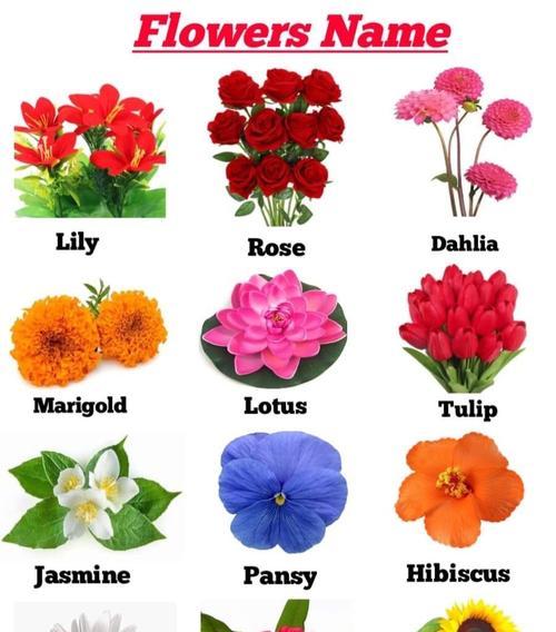 最美的花语是哪种花？西方花语解析是什么？