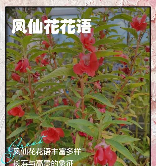 如何理解花语的形成？花语成型有哪些步骤？
