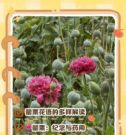 如何理解花语的形成？花语成型有哪些步骤？