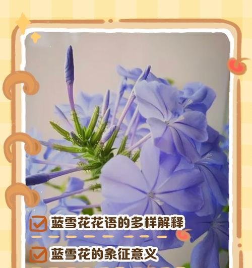 如何理解花语的形成？花语成型有哪些步骤？