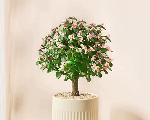 金枝代表了哪种花？