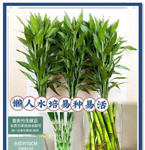 富贵竹的花语和寓意是什么？
