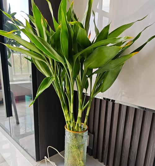 富贵竹的花语和寓意是什么？