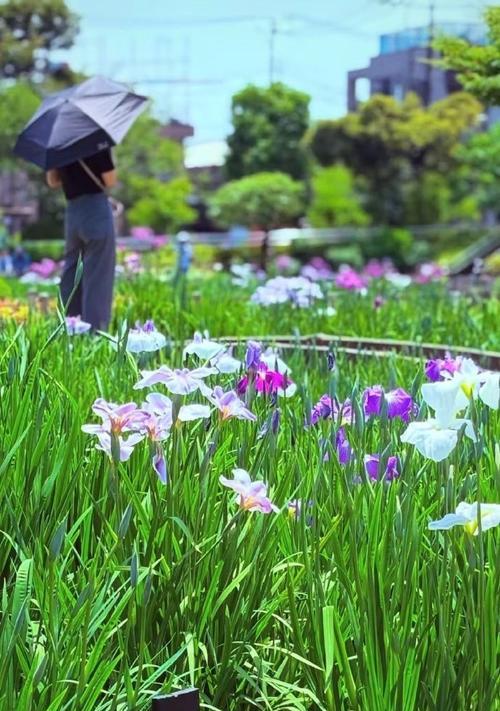 菖蒲象征着什么？菖蒲花语的寓意与象征是什么？