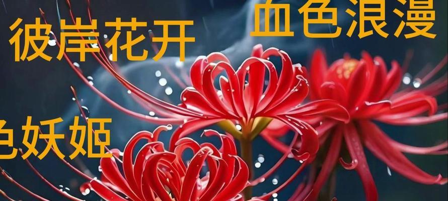 淡色花系在花语中意味着什么？