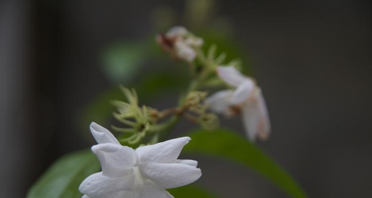 白色花有哪些不吉利的寓意？它们在文化中的含义是什么？