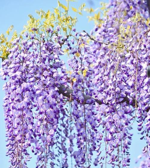 紫滕花象征着什么？紫滕花的文化意义和象征是什么？