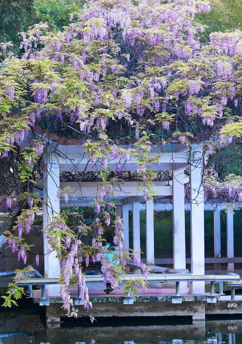 紫滕花象征着什么？紫滕花的文化意义和象征是什么？