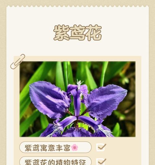 紫滕花象征着什么？紫滕花的文化意义和象征是什么？