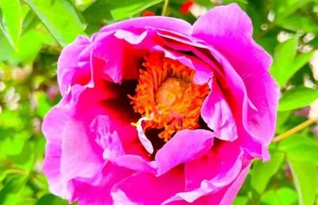 决斗象征的花有哪些？哪些花卉代表斗争和竞争？