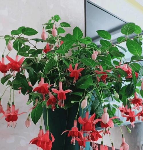 决斗象征的花有哪些？哪些花卉代表斗争和竞争？
