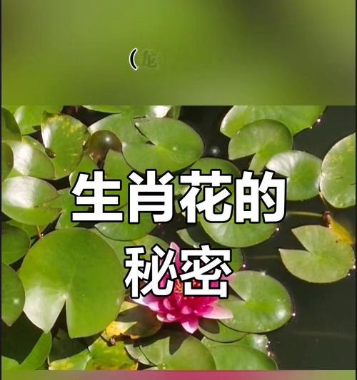 本命花有何寓意？挑选生肖花的方法是什么？
