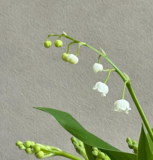 残花的象征意义是什么？如何理解？