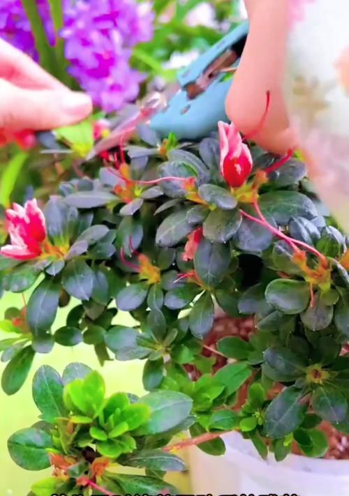 残花的象征意义是什么？如何理解？