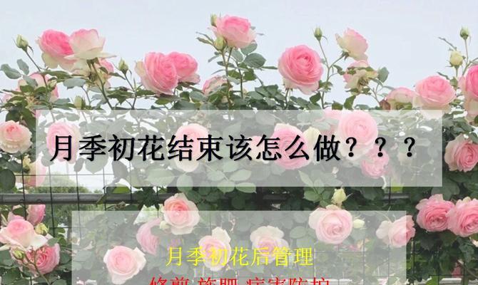 残花的象征意义是什么？如何理解？