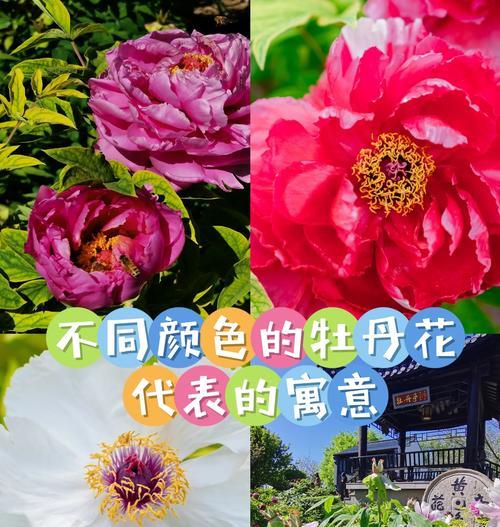 不同朝向的花有哪些寓意？它们各自代表了什么意义？