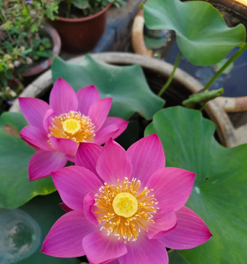 不同朝向的花有哪些寓意？它们各自代表了什么意义？