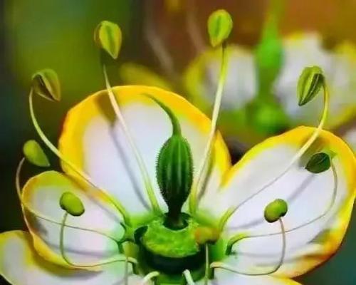 哪些花既适合种植又有美好寓意？这些花的特点是什么？
