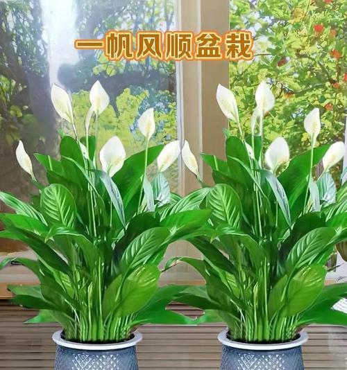 哪些花既适合种植又有美好寓意？这些花的特点是什么？