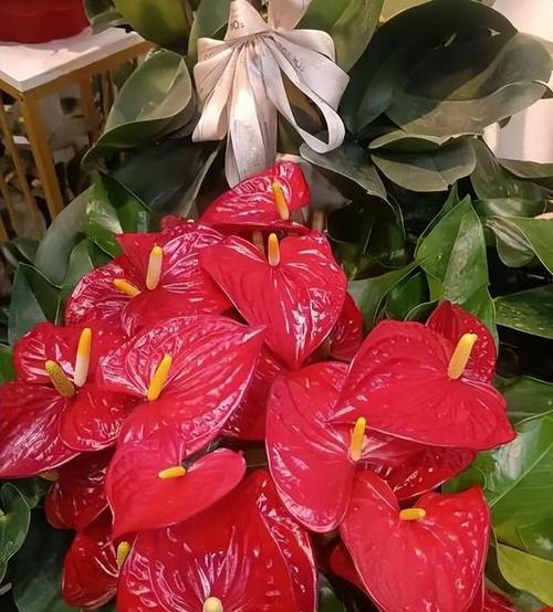 哪些花既适合种植又有美好寓意？这些花的特点是什么？